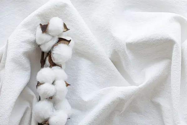 Do Cultivo à Passarela: A Jornada de uma Roupa Orgânica